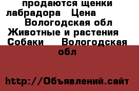  продаются щенки лабрадора › Цена ­ 20 000 - Вологодская обл. Животные и растения » Собаки   . Вологодская обл.